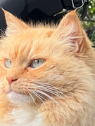 Náhledový obrázek k článku VLČKOVIZE: Co zpívalo kotě Bubáček? O zvířatech a jejich vztahu k hudbě